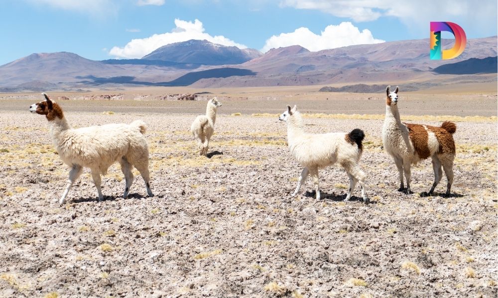 Calefacción y Agua Caliente: Los Beneficios de la Energía Solar Térmica